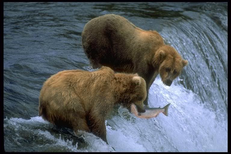 Bears eating Salmon