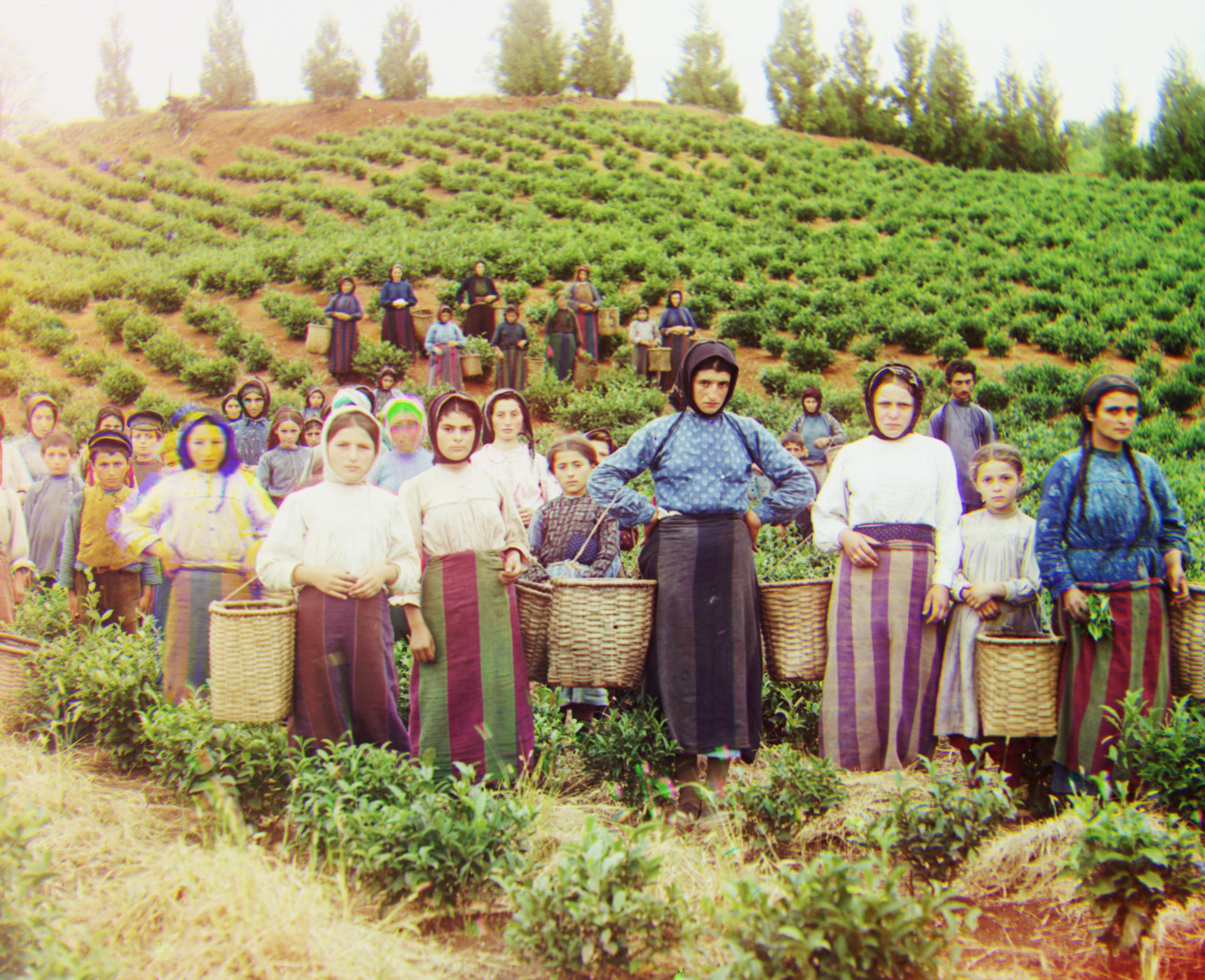 Colorized harvesters.tif
