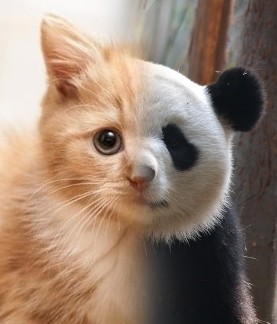 Cat and Panda
