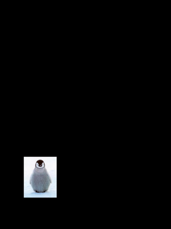 Penguin Transf