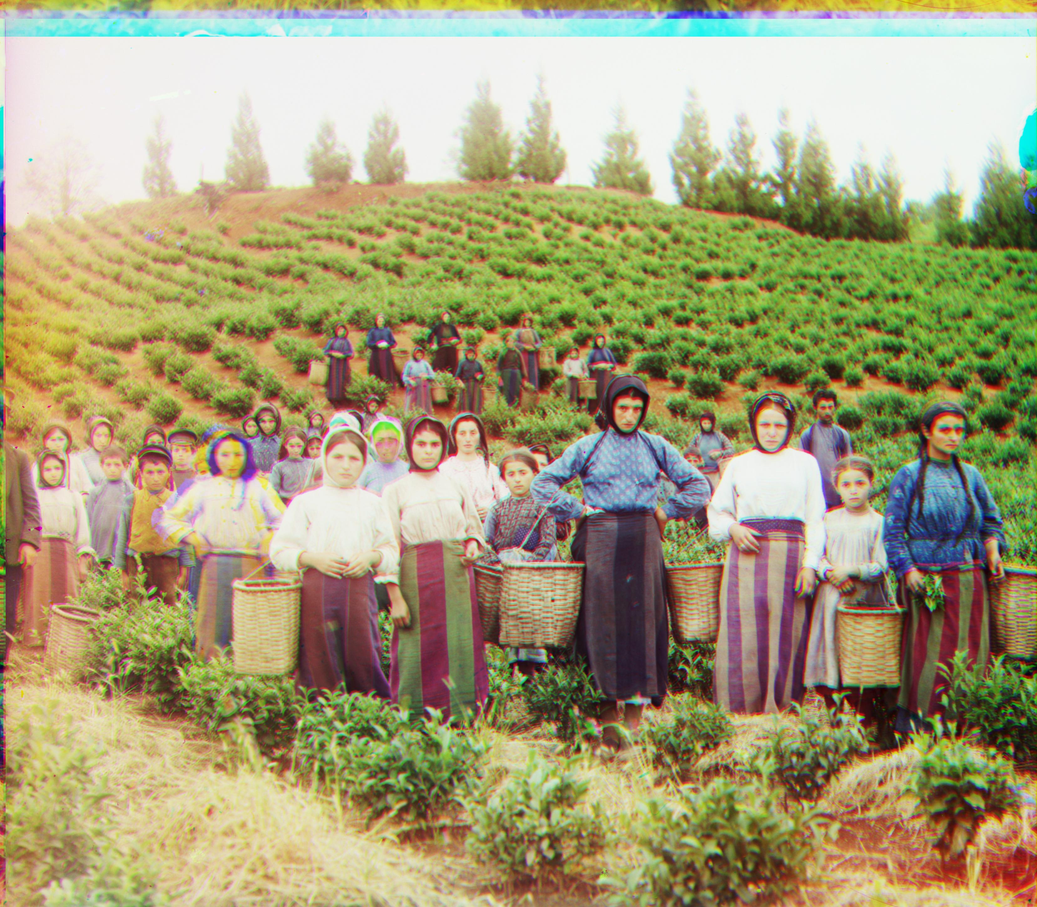 harvesters_colored