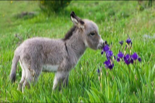 baby_donkey_blur
