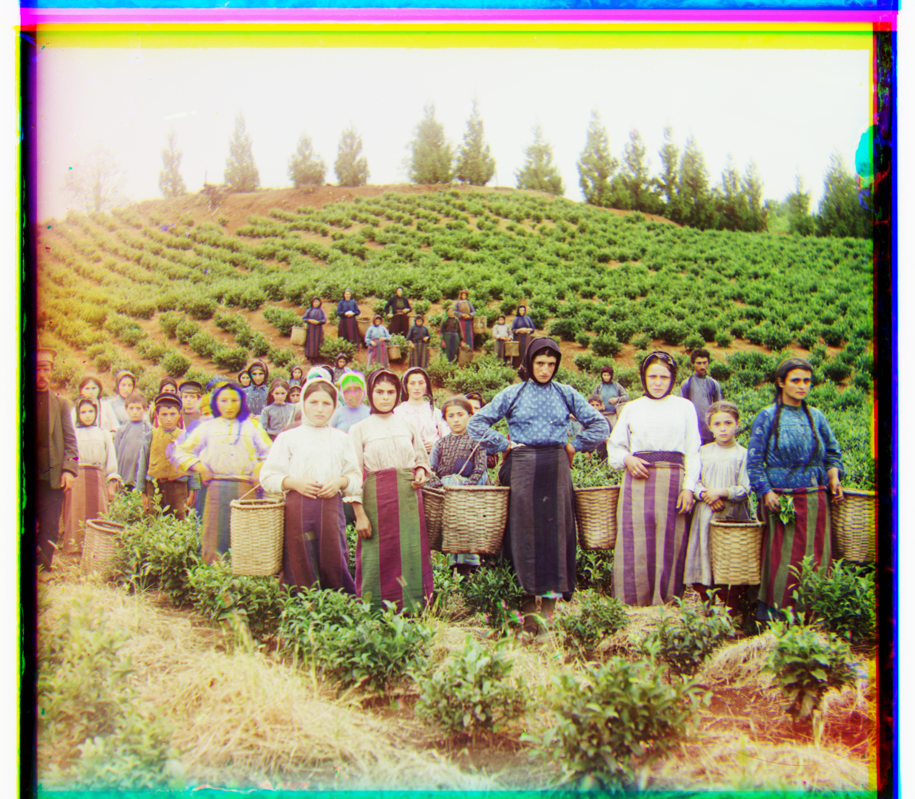 Colored harvesters
