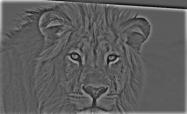 High-Pass Filtered Lion