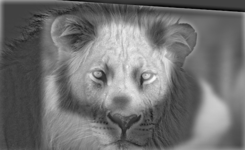 Lion-Panda Hybrid Image