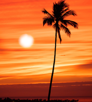 Blended Image Palm Tree