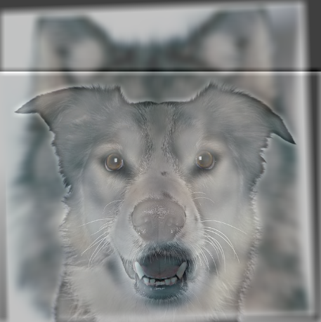 Hybrid_wolf_dog