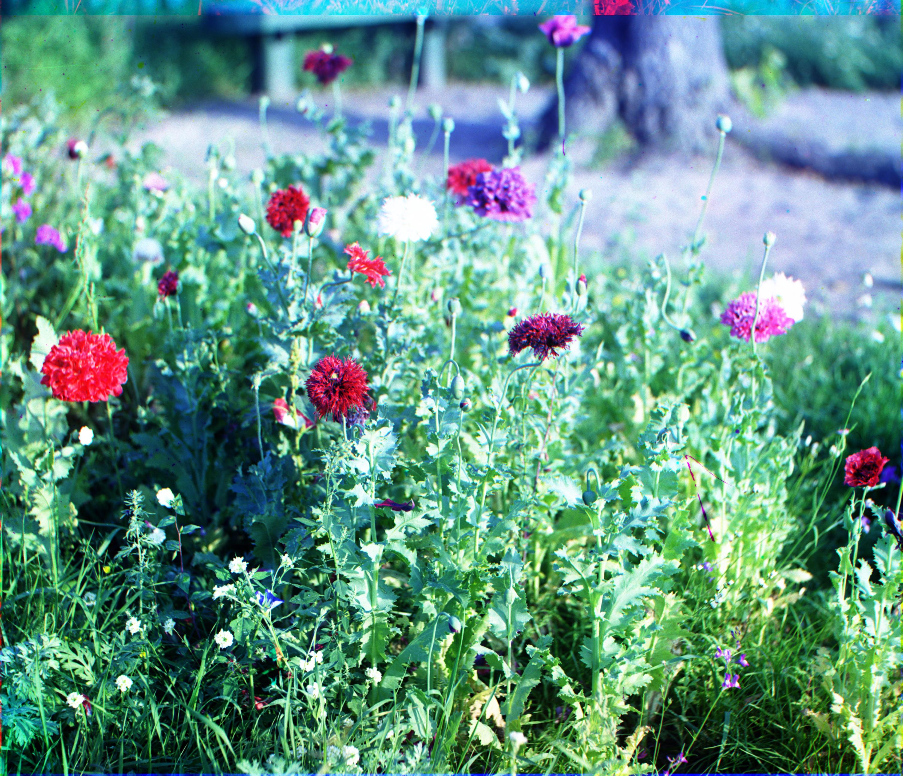 Flowers | Blue shift: (-8, -8) Red shift: (51, 5)