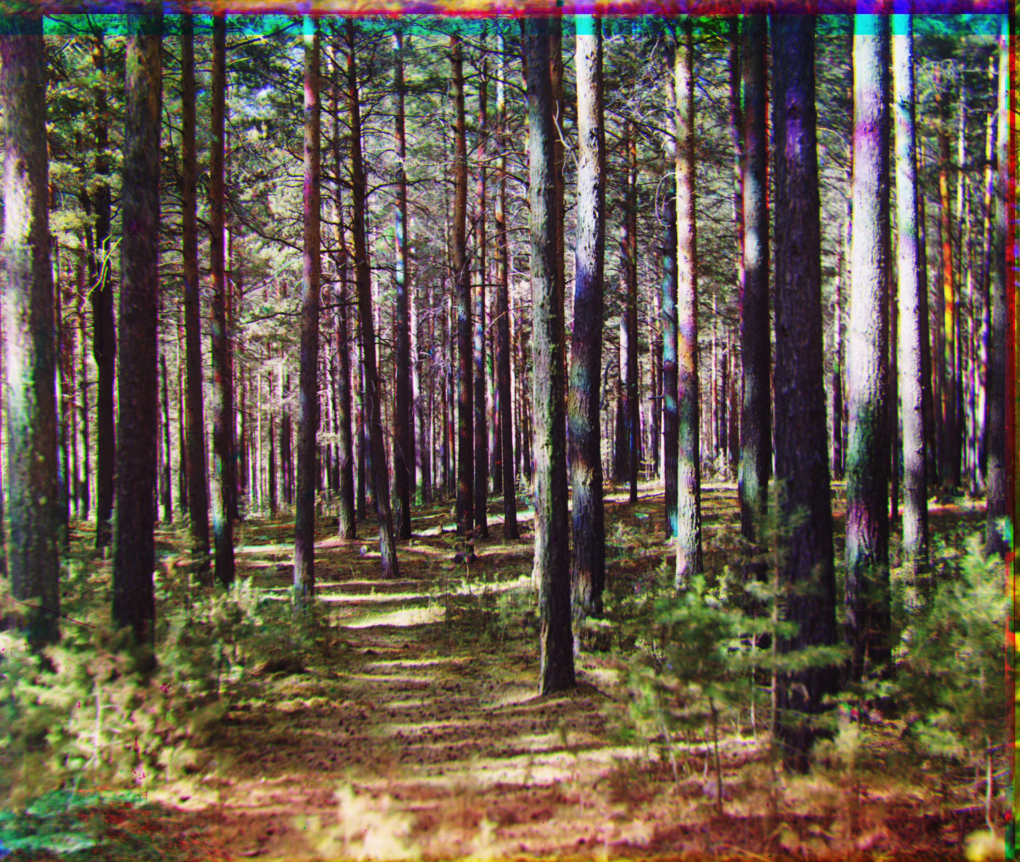 Aligned Forest