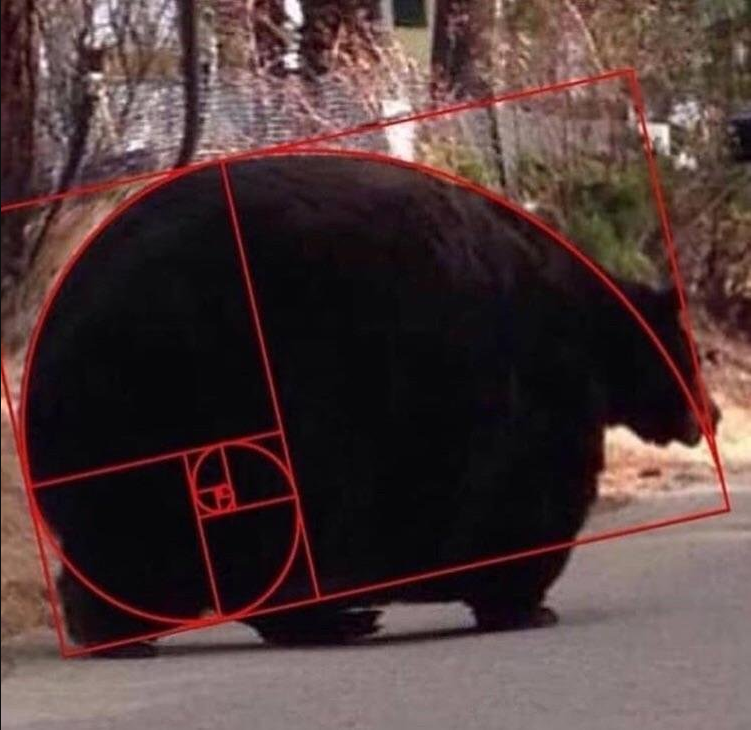 Photo of a bear with a Golden spiral overlaid